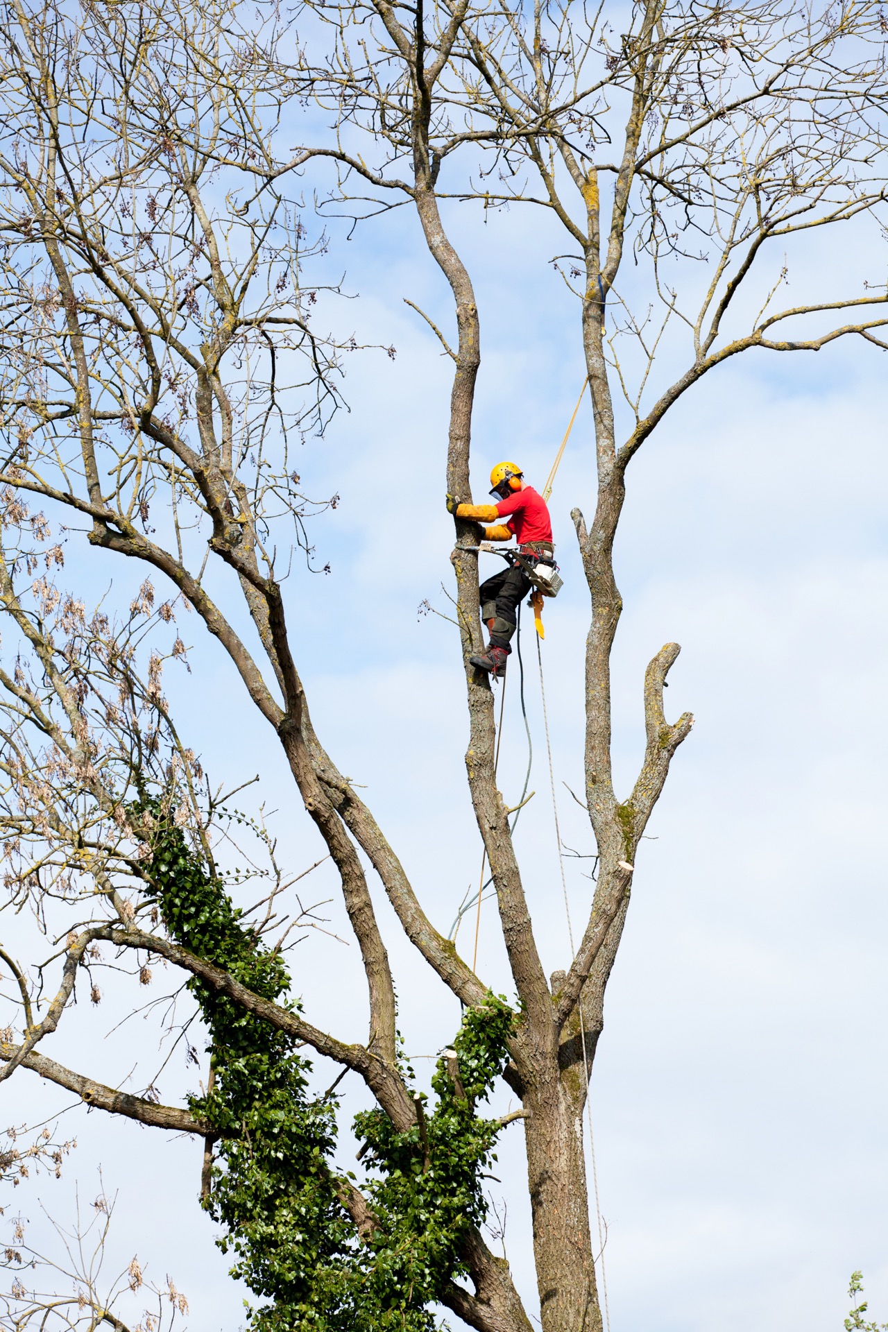 Giardiniere professionista durante potatura con tecnica tree climbing